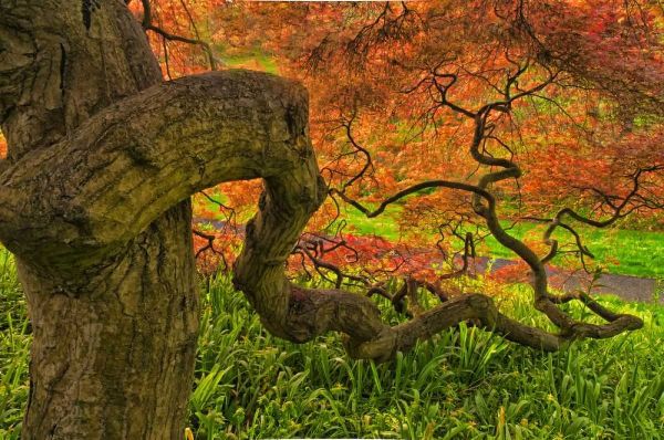 OBrien, Jay 아티스트의 Delaware, Japanese maple tree작품입니다.